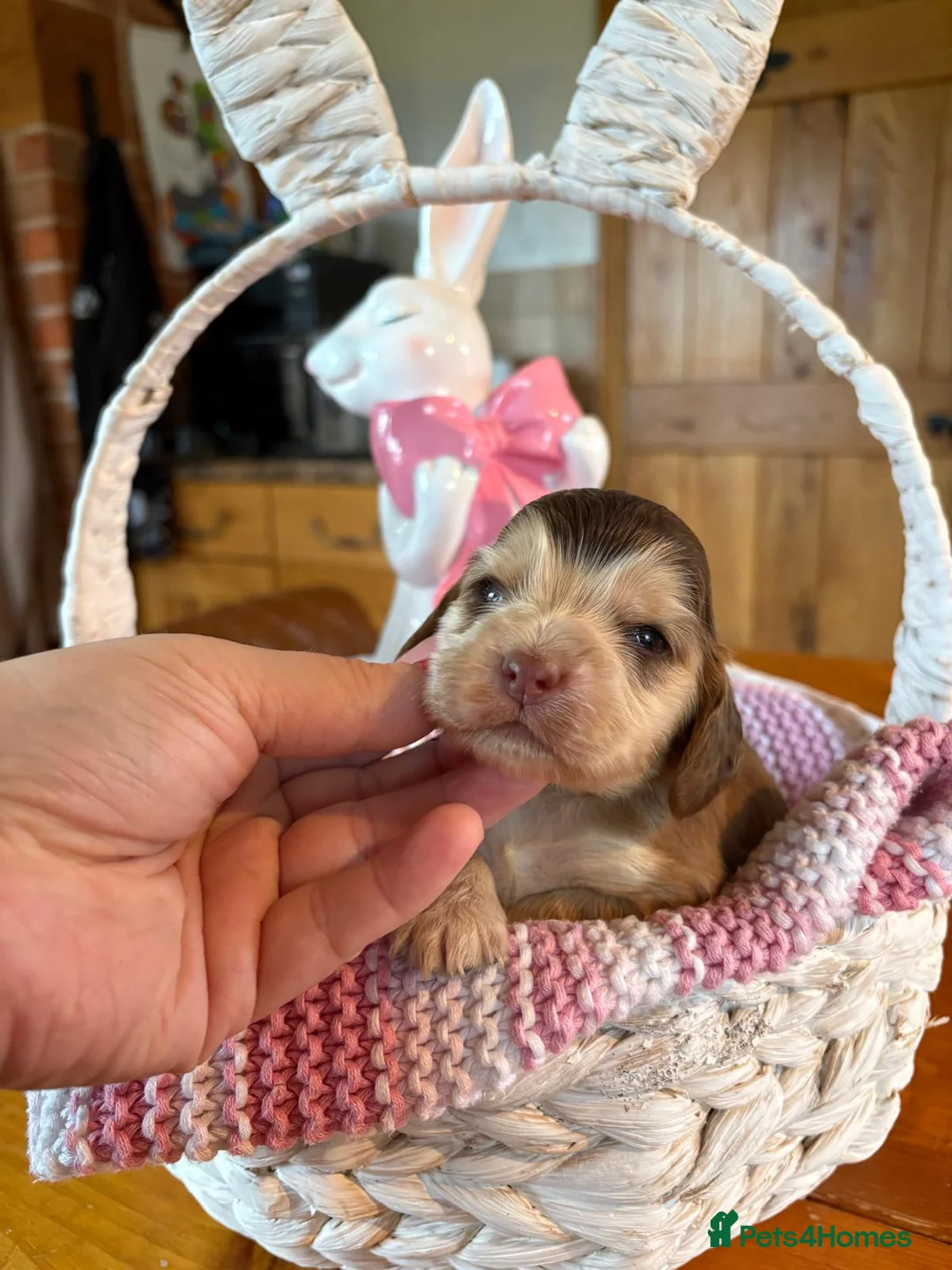 Cocker Spaniel dogs for sale: Chocolate Sable Show Cockers ✨ - Advert 2