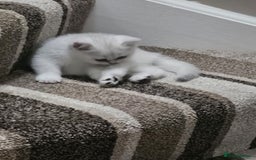 British Shorthair cats for sale: 4 British Short-hair kittens ready for new home💓 - Image 9