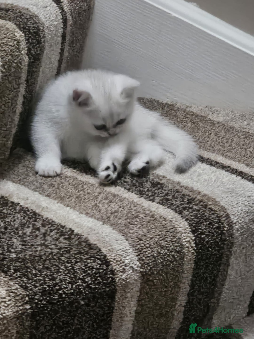 British Shorthair cats for sale: 4 British Short-hair kittens ready for new home💓 - Image 9