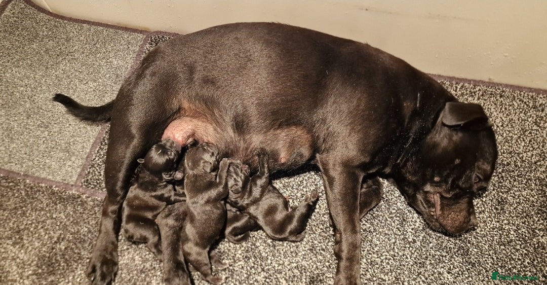 Staffordshire Bull Terrier dogs for sale: TEDDY BEAR STAFFS 🧸 NOW AVAILABLE 😍😍 - Image 9