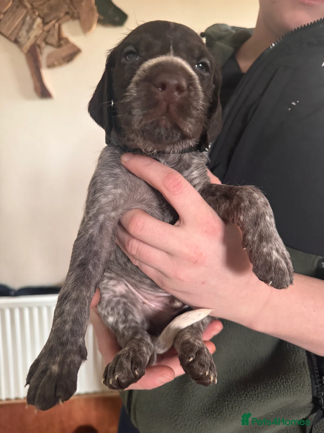 Mixed Breed dogs for sale: German pointers  - Advert 3