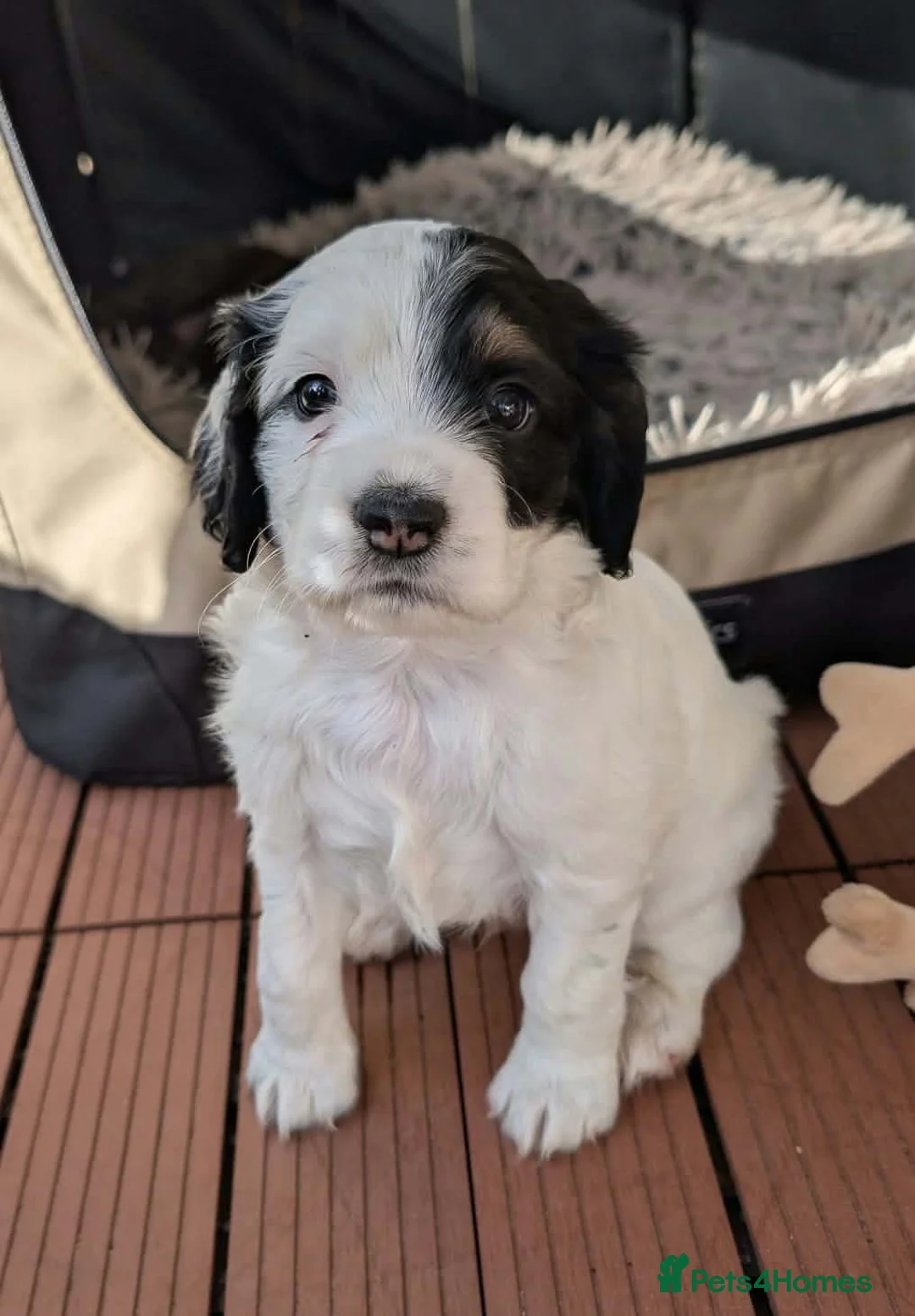 Cocker Spaniel dogs for sale: Working cocker spaniel puppies in Radstock - Advert 2