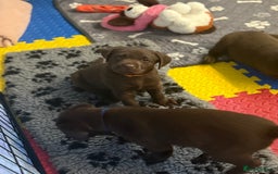 Labrador Retriever dogs for sale: Exceptional KC Chocolate Labrador Puppies - Image 9