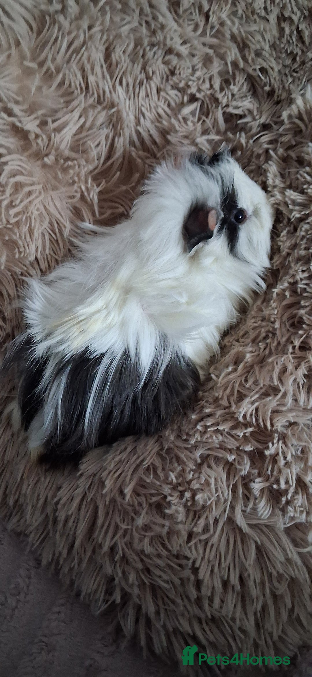 Guinea Pig rodents for sale: Baby boy guinea pigs - Advert 5