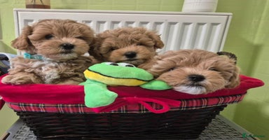 Maltipoo dogs - Advert 6