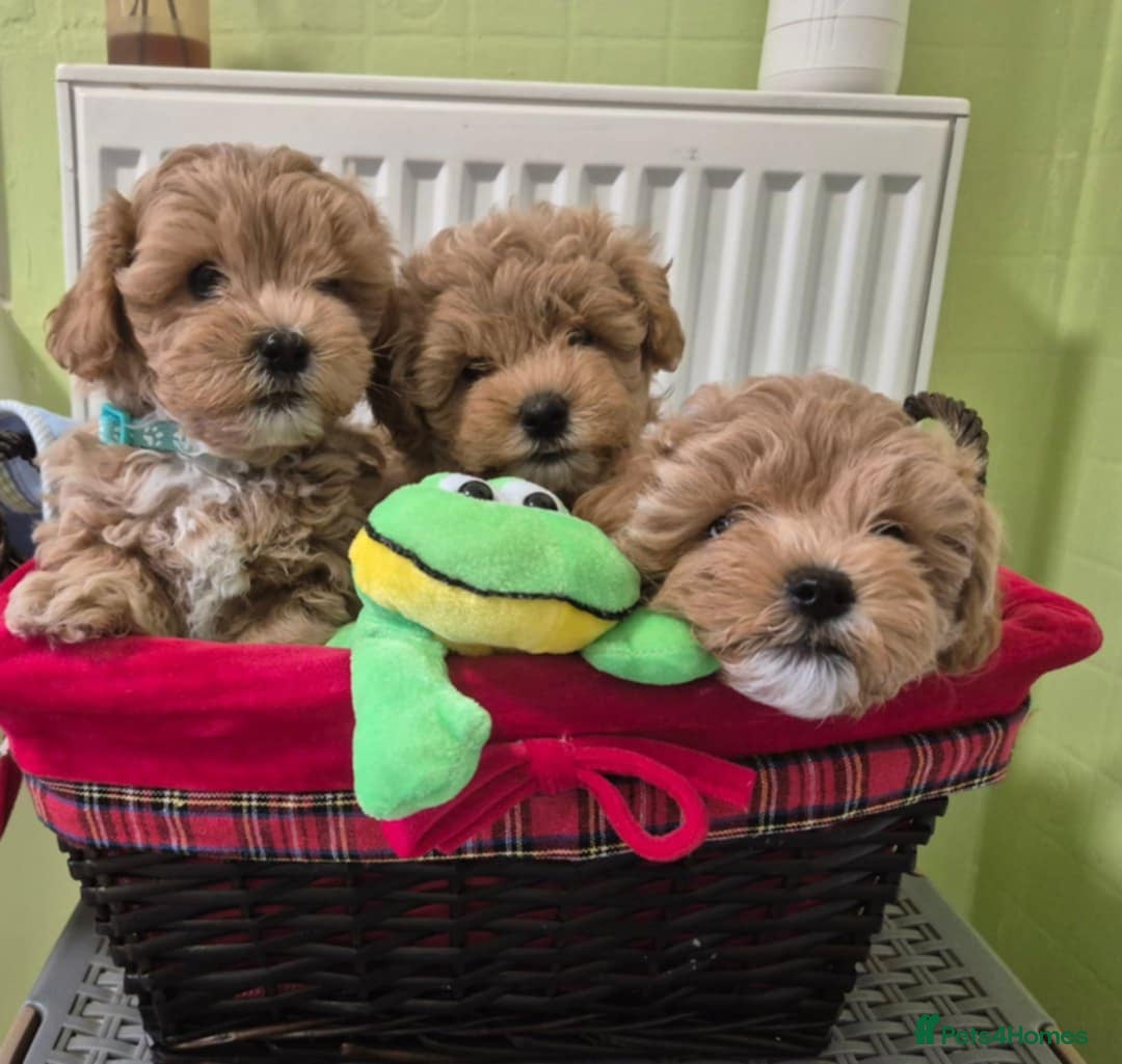 Maltipoo dogs for sale: Small Maltipoo boys ❤️❤️❤️ READY NOW 🫶 - Image 5