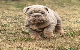 English Bulldog dogs for sale: Quality English bulldogs  - Image 2