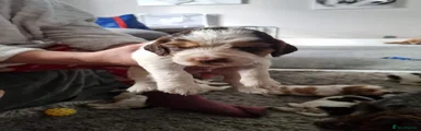 Cocker Spaniel 7