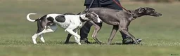 Whippet dogs for stud: KC Whippet For Stud - Advert 3