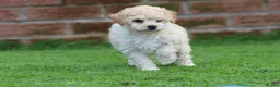 Poochon dogs for sale: Beautiful Poochon puppies for sale  - Advert 27