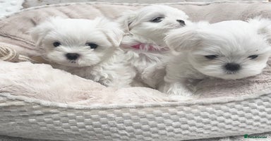 Maltese dogs - Advert 1