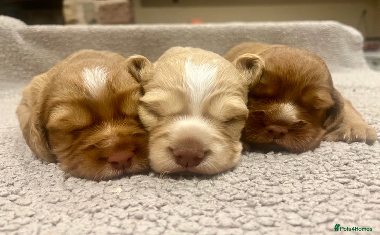 Cocker Spaniel dogs - Advert 16