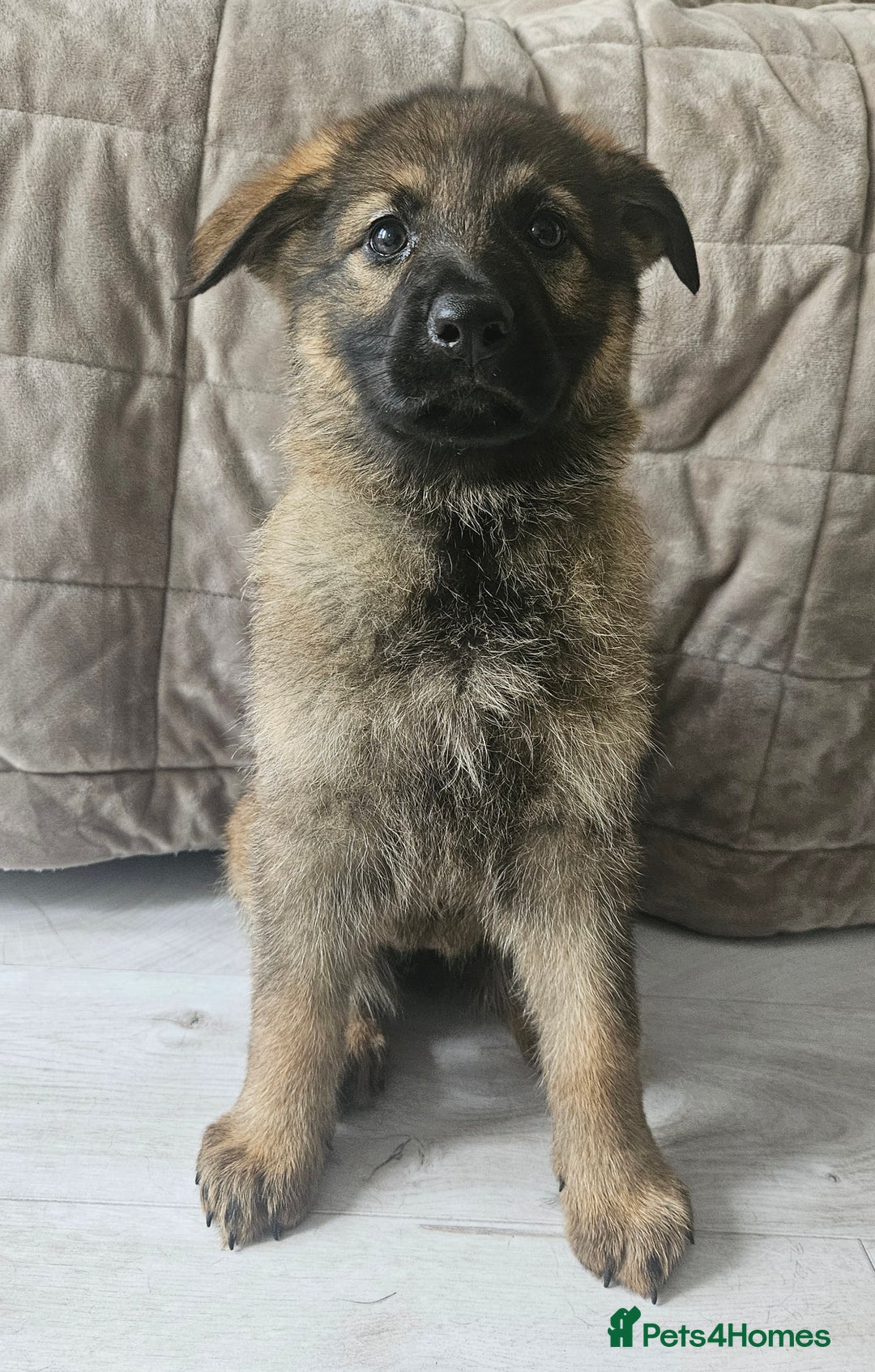 German Shepherd dogs for sale: German Shepherd Puppies – Working Line - Image 12