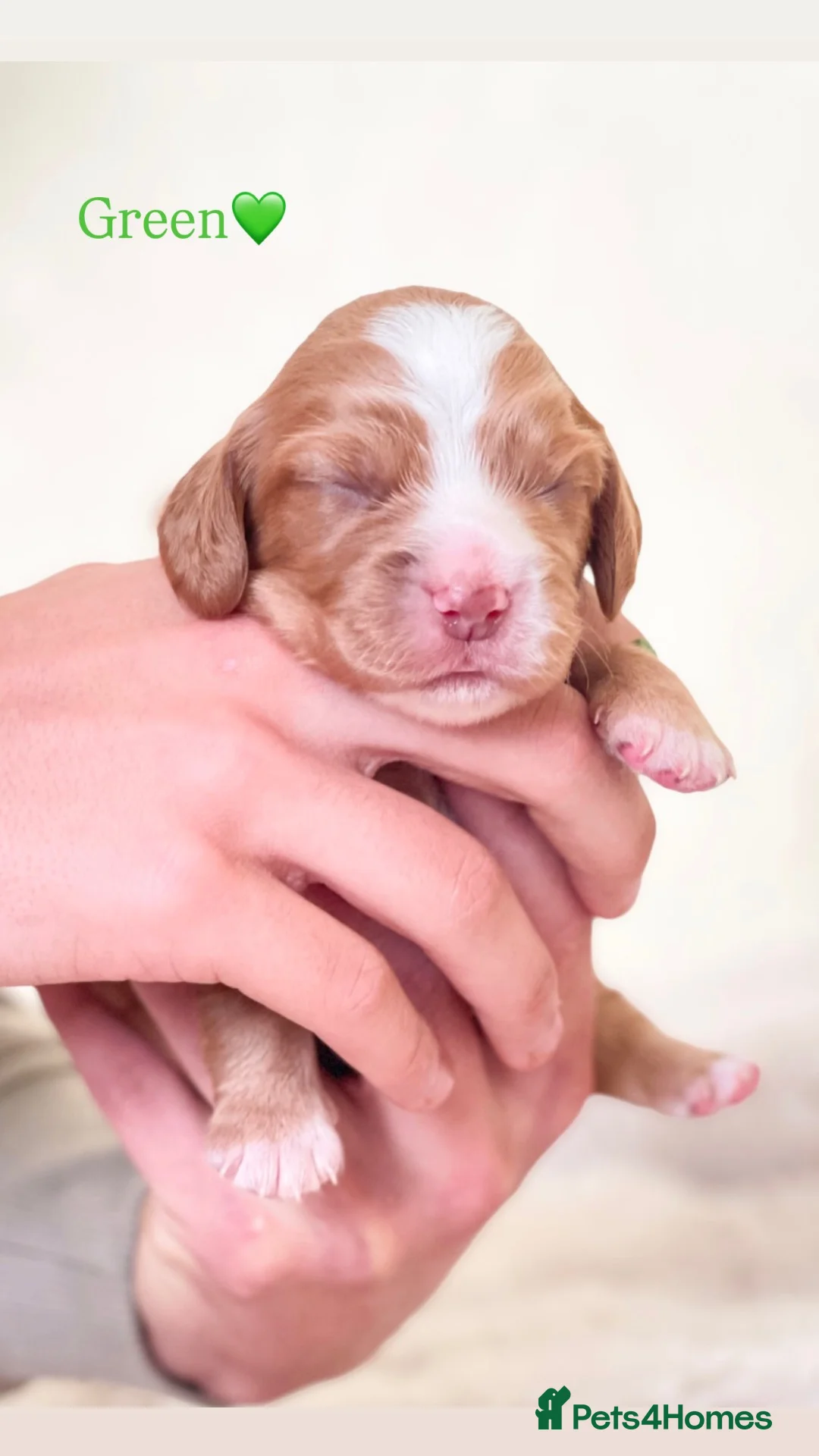 Cocker Spaniel dogs for sale: COCKER SPANIELS FOR SALE!🌸 - Advert 1