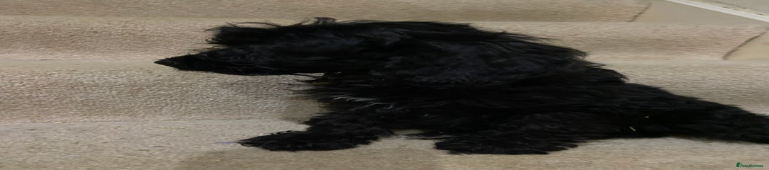 Cockapoo Puppy 5
