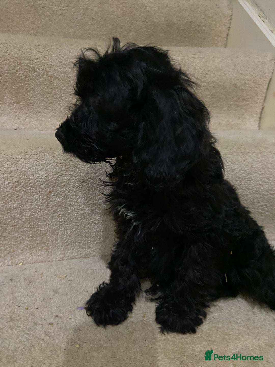Cockapoo dogs for sale: F1 cockapoo PRA hereditary clear  - Image 13