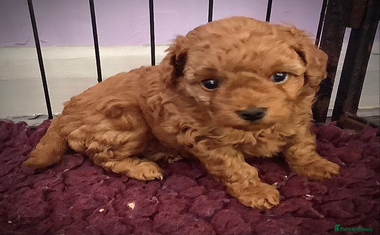 Toy Poodle dogs - Advert 6