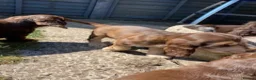 Cocker Spaniel dogs for sale: Show type cocker spaniel. Litter due 10/11/26  - Advert 6
