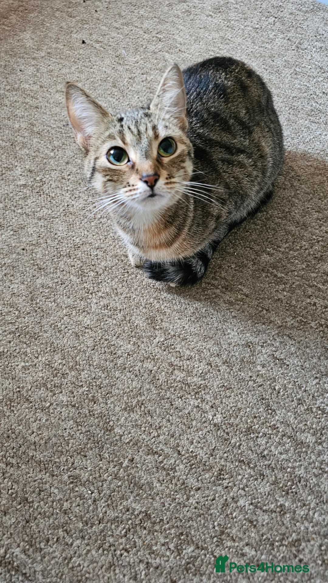 Mixed Breed cats for sale: Fiona - Advert 3