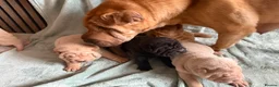 Shar Pei dogs for sale: Beautiful pure shar pei puppies - Advert 4