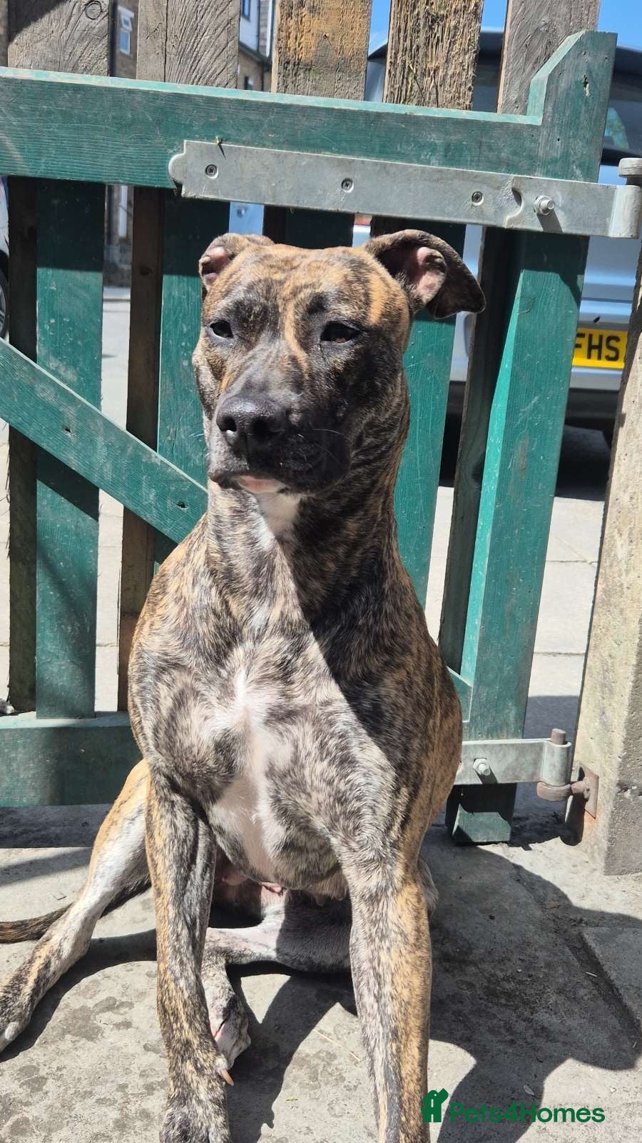 Presa Canario dogs Presa canario  - Advert 4