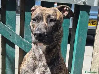 Presa Canario dogs Presa canario - Advert 2