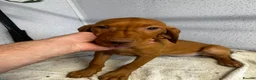 Hungarian Vizsla dogs for sale: Two stunning vizsla girls  - Advert 1