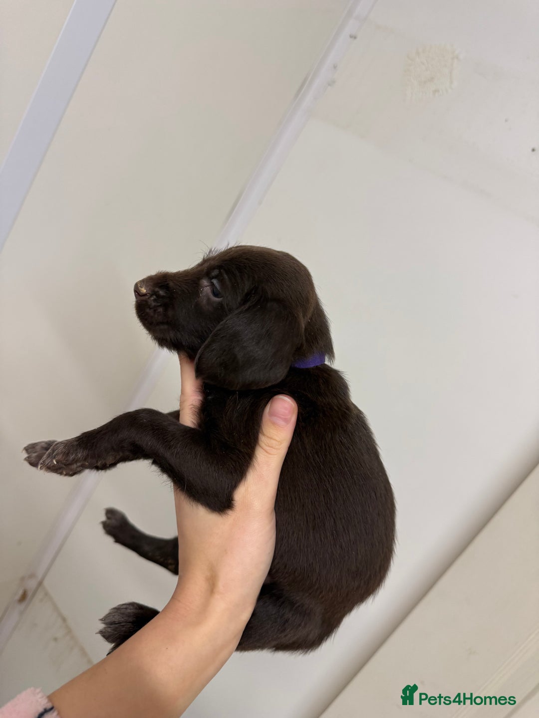 German Wirehaired Pointer dogs for sale: 11 German Wirehaired Pointer Puppys - Advert 14