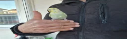 Budgerigars birds for sale: Super silly hand tamed baby budgies  - Advert 15