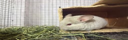 Chinchilla rodents for sale: Chinchillas  - Advert 4
