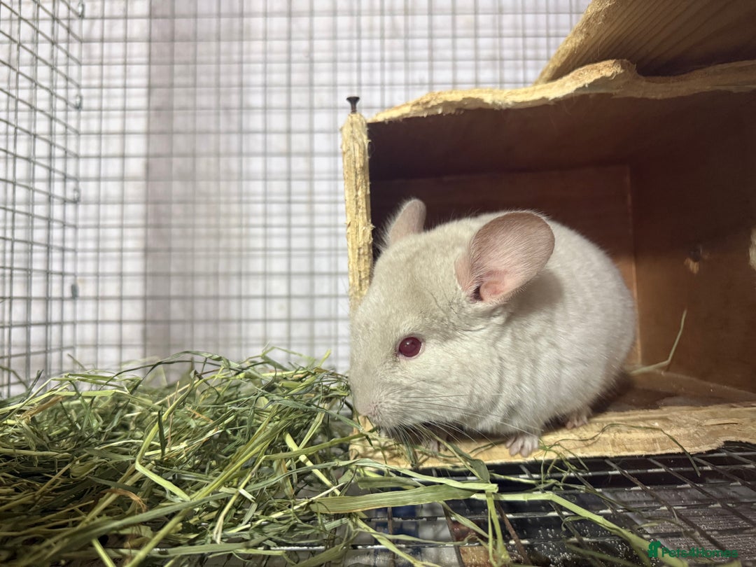 Chinchilla rodents for sale: Chinchillas  - Advert 4