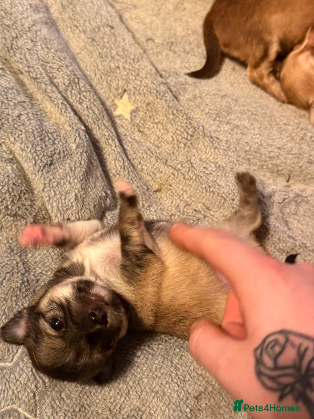 Chihuahua dogs for sale:  **  CHIHUAHUAS  - Advert 18