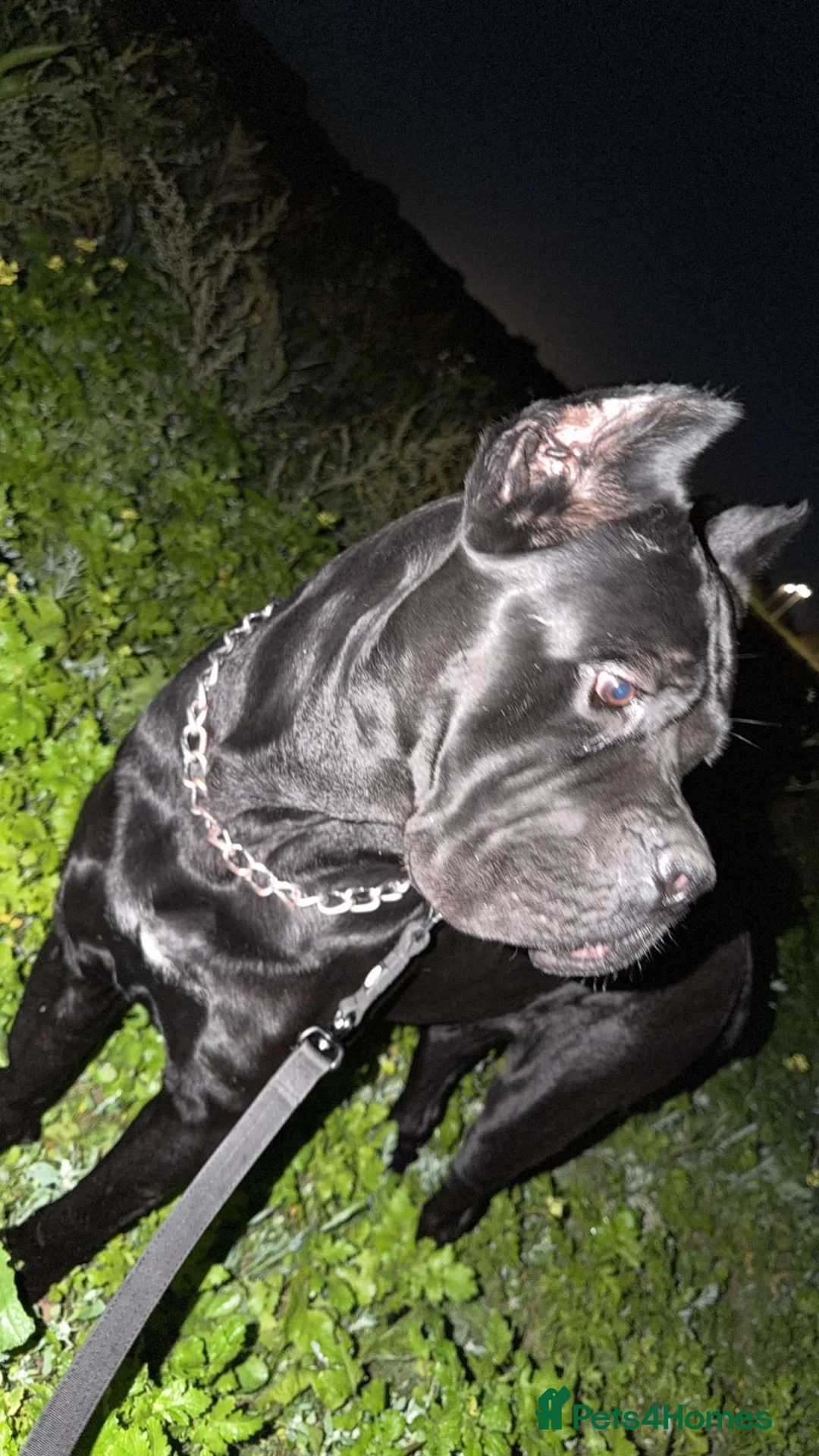 Cane Corso dogs for sale: Cane corso puppies  - Advert 2