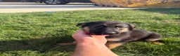 German Shepherd dogs for sale: German Shepard puppies  - Advert 6
