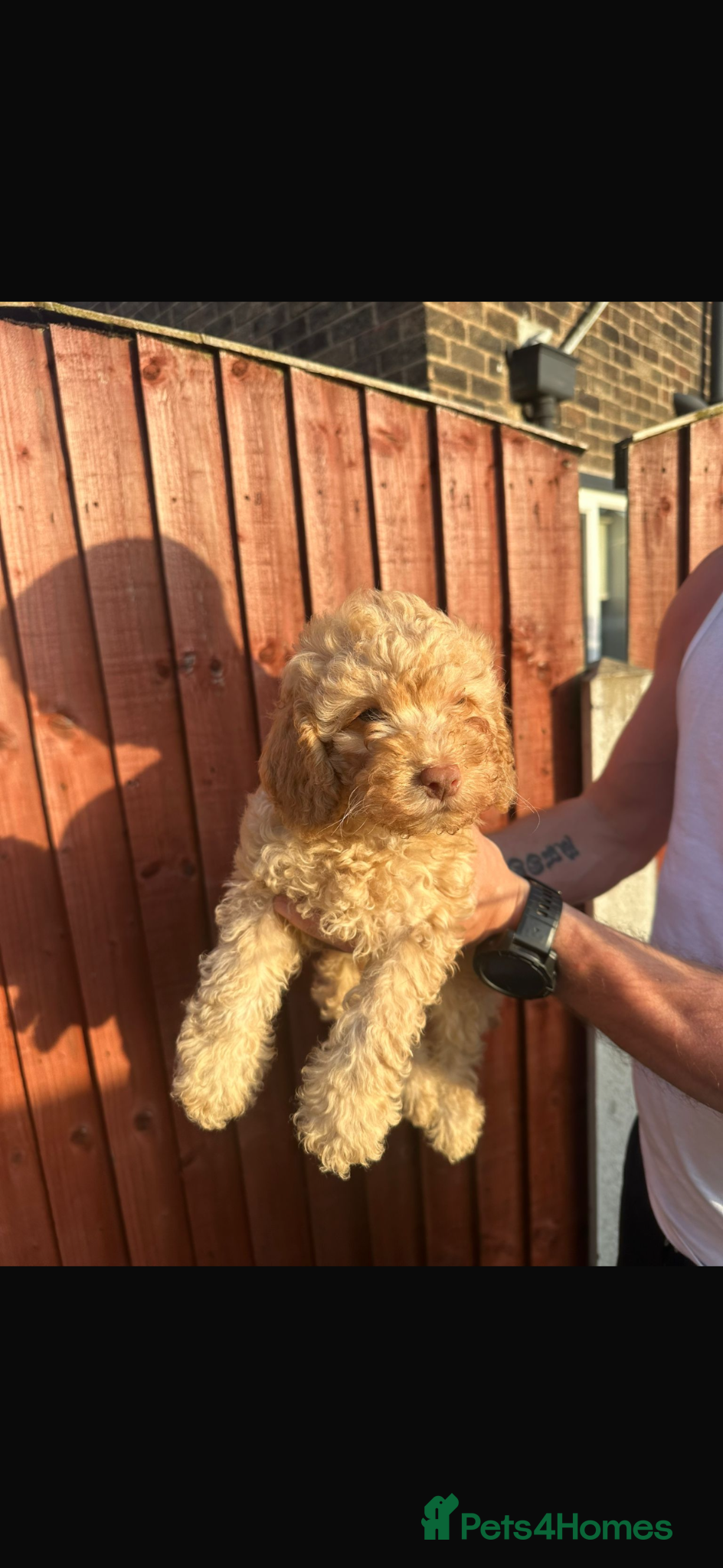 Cockapoo dogs Ready now 1 golden f1b cockapoo left - Advert 2