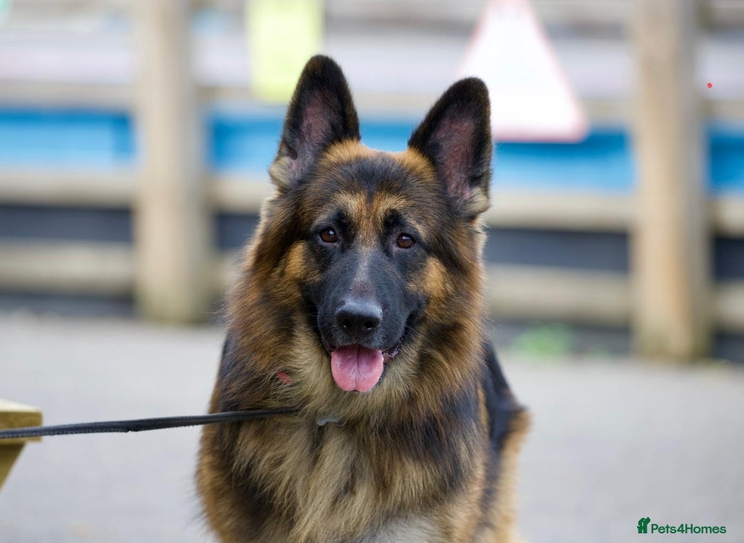 German Longhaired Pointer dogs Long haired German Shepherd,  GSD for stud in Chatham - Advert 1