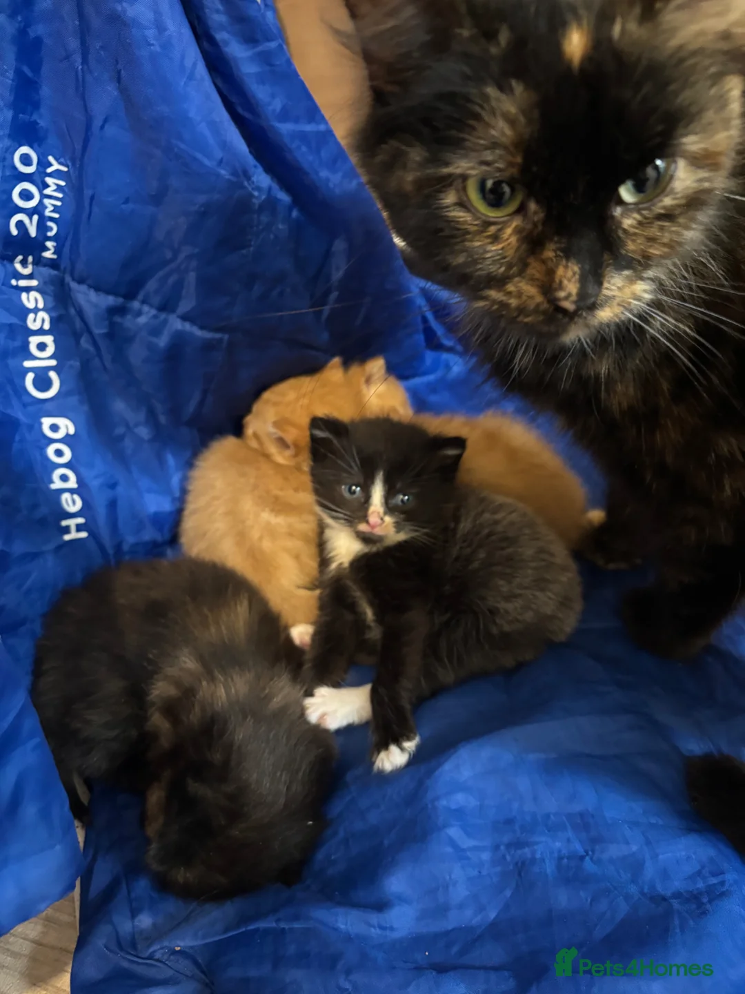 Domestic Shorthair cats for sale: Four kittens looking for homes - Advert 12