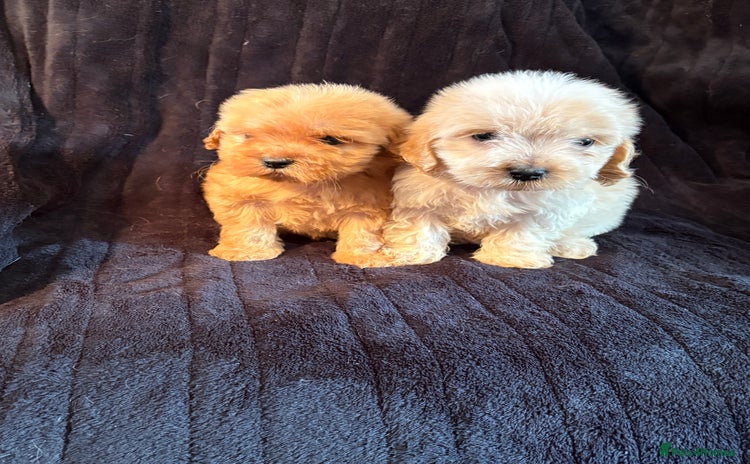 Cavapoo dogs - Advert 2