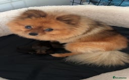 Pomeranian dogs for sale: Small Pomeranian puppies  - Advert 16