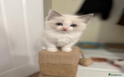 Ragdoll cats for sale: 🎀 Ragdoll kittens 🎀 2 left - Image 10