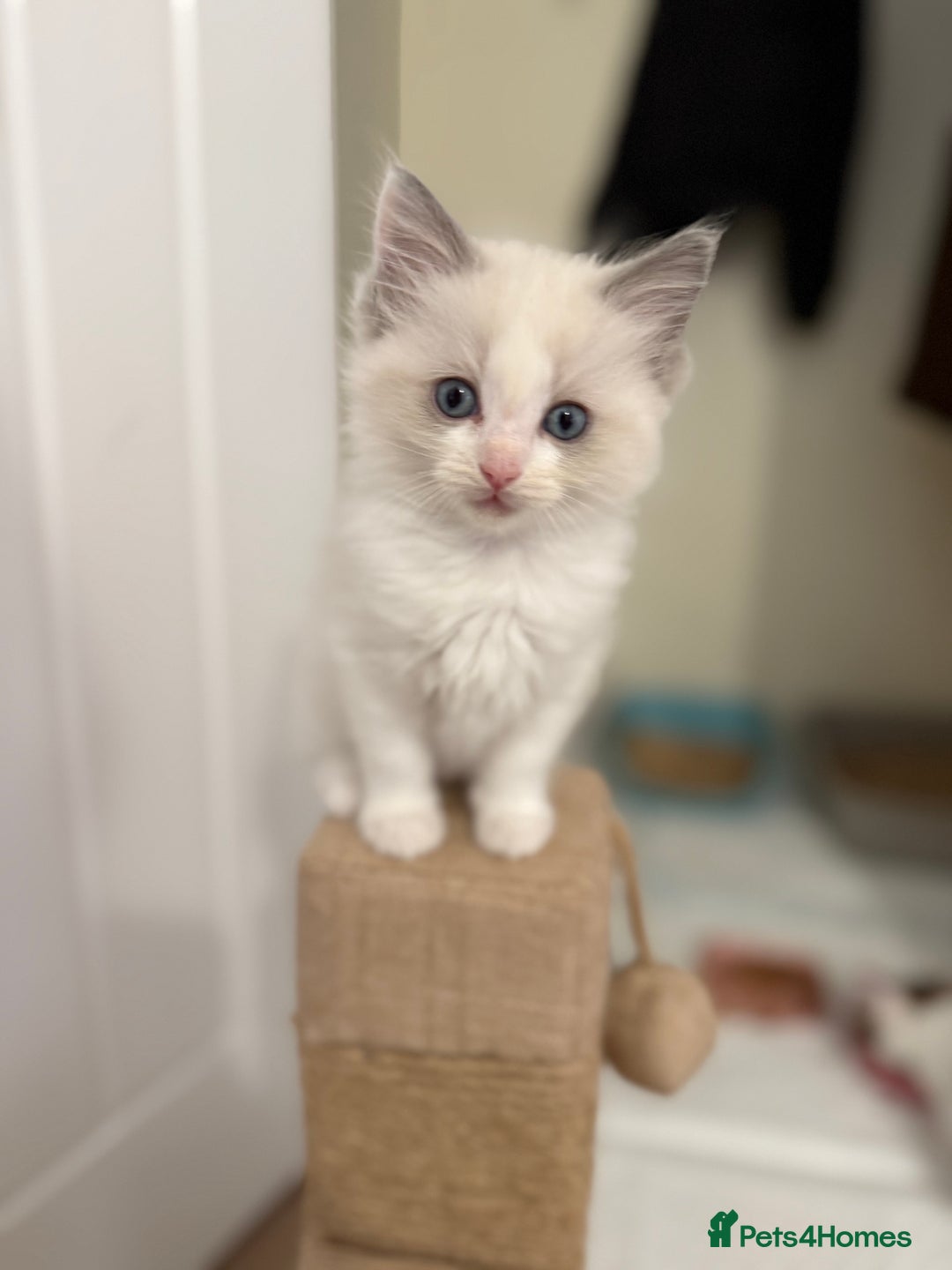 Ragdoll cats for sale: 🎀 Ragdoll kittens 🎀 2 left - Image 10