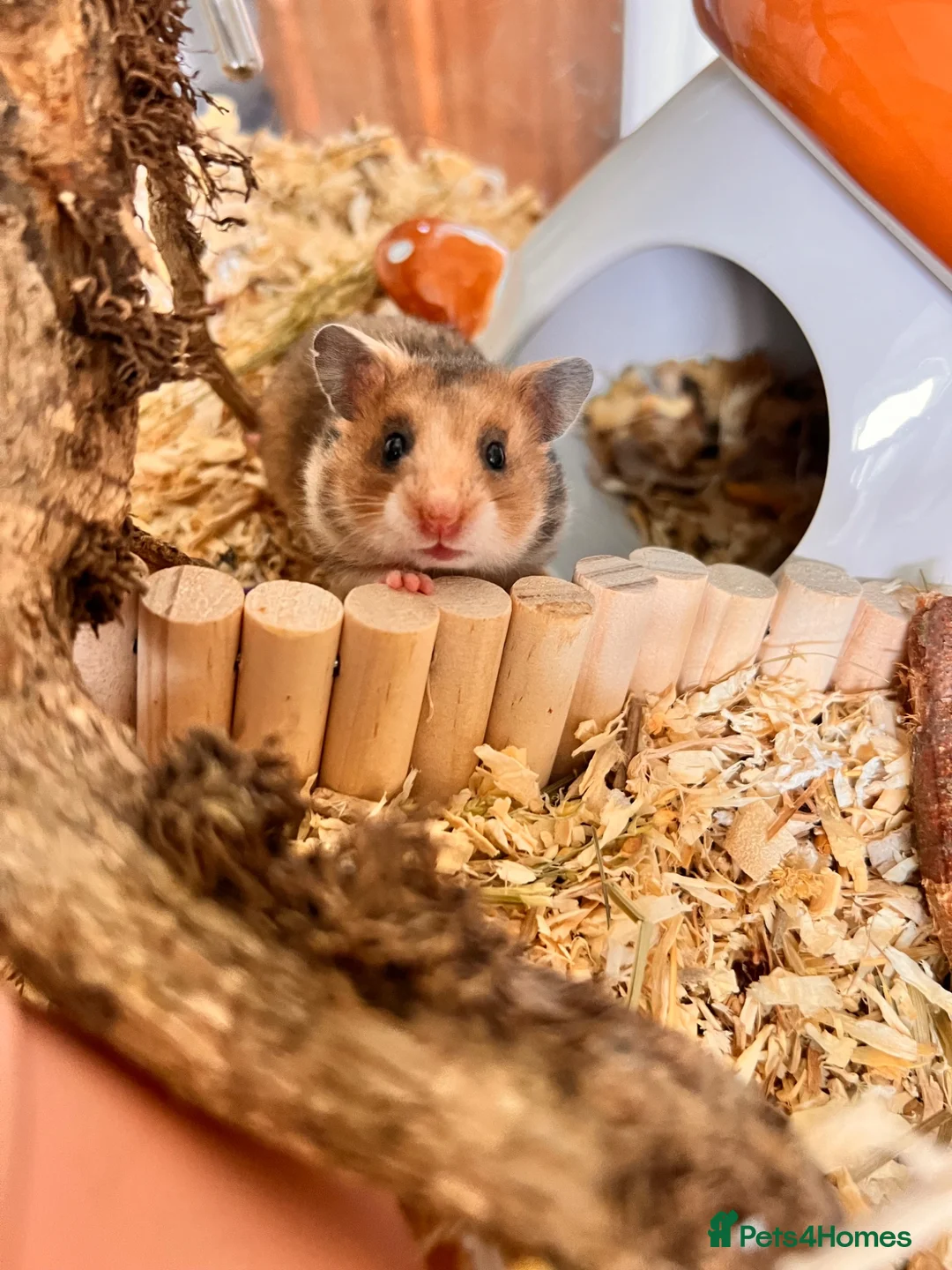 Hamster rodents for sale: Syrian hamster babies in Andover - Advert 21
