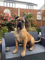 Mixed Breed dogs - Advert 3