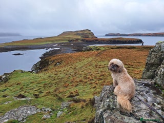 Shih Tzu dogs - Advert 15