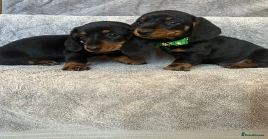 Miniature Dachshund dogs - Advert 10