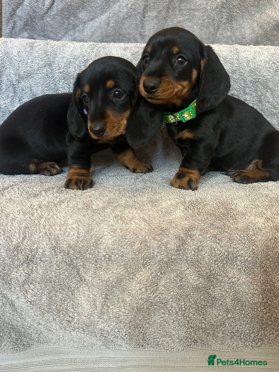 Miniature Dachshund dogs for sale: Miniature dachshund  - Image 3