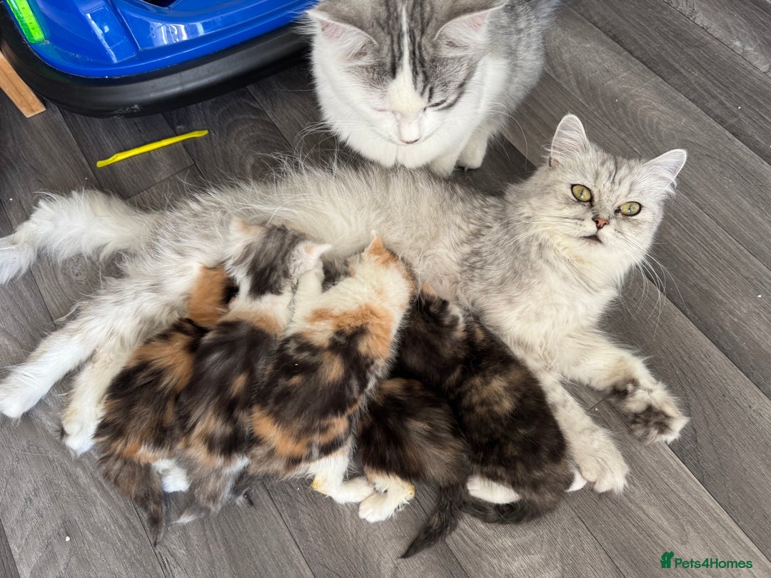 Persian cats for sale: Persian Kittens  - Image 13
