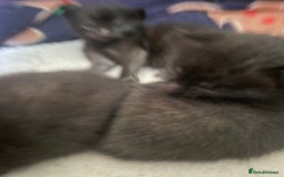 Russian Blue cats for sale: Russian blue mix  - Image 22