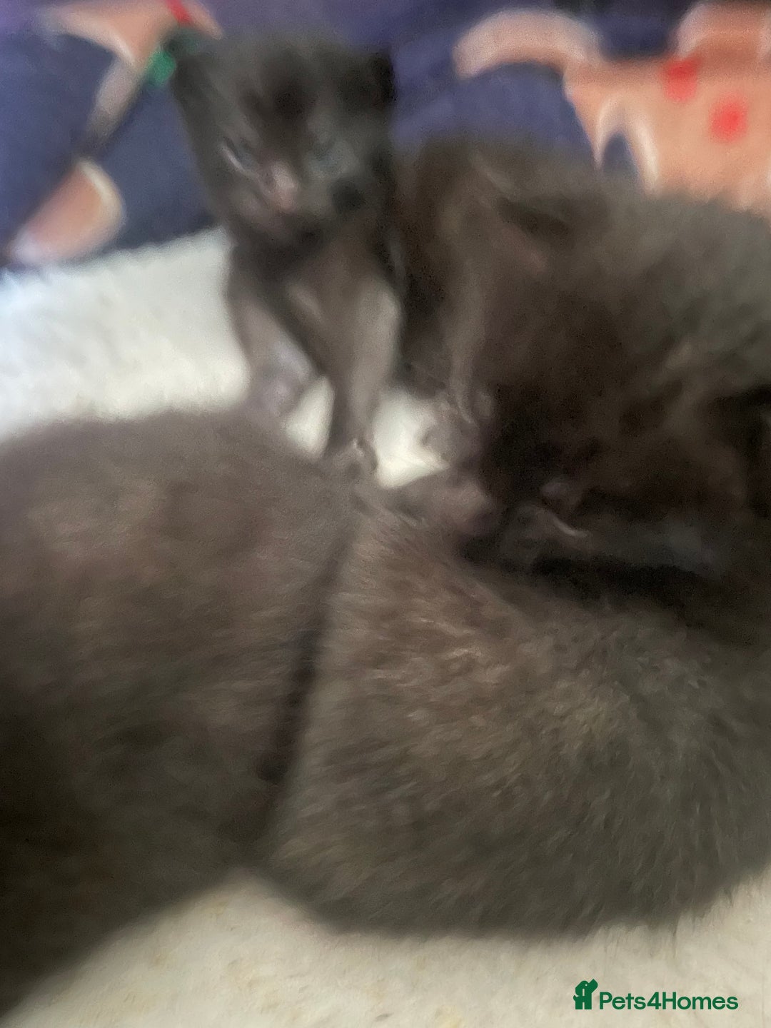 Russian Blue cats for sale: Russian blue mix  - Image 22