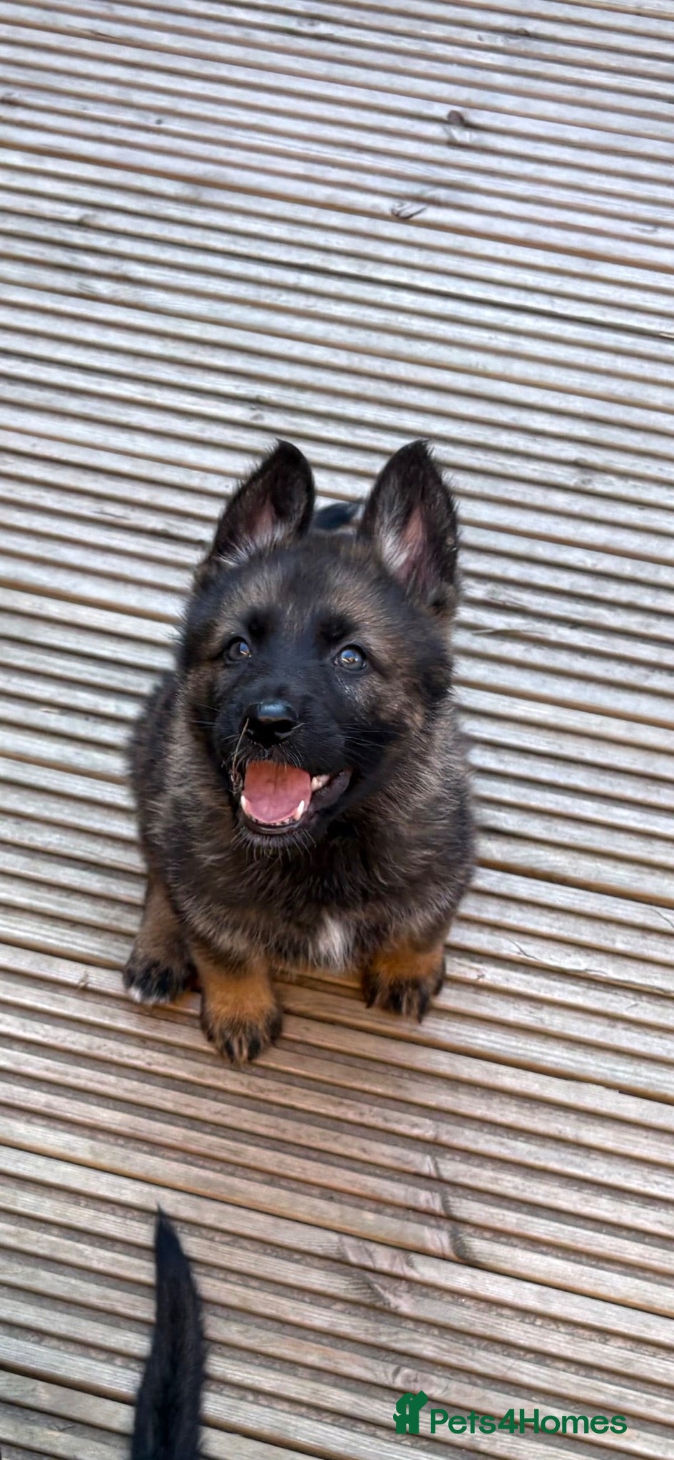 German Shepherd dogs Ready to leave KC German shepherd - Advert 10